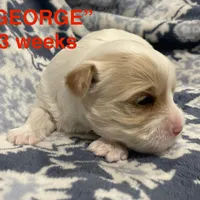 GEORGE, a male Yorkshire Terrier for sale in Forest, VA – Photo 6 of 8