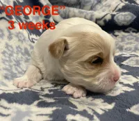 GEORGE, a male Yorkshire Terrier for sale in Forest, VA – Photo 6 of 8