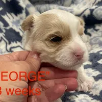 GEORGE, a male Yorkshire Terrier for sale in Forest, VA – Photo 7 of 8