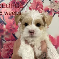 GEORGE, a male Yorkshire Terrier for sale in Forest, VA – Photo 3 of 8