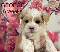 GEORGE, a male Yorkshire Terrier for sale in Forest, VA – Photo 3 of 8