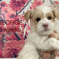 GEORGE, a male Yorkshire Terrier for sale in Forest, VA – Photo 4 of 8