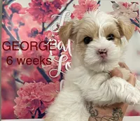 GEORGE, a male Yorkshire Terrier for sale in Forest, VA – Photo 4 of 8