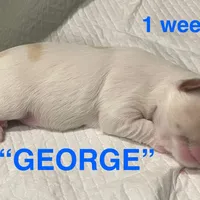 GEORGE, a male Yorkshire Terrier for sale in Forest, VA – Photo 8 of 8