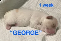 GEORGE, a male Yorkshire Terrier for sale in Forest, VA – Photo 8 of 8