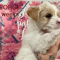 GEORGE, a male Yorkshire Terrier for sale in Forest, VA – Photo 1 of 8