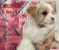 GEORGE, a male Yorkshire Terrier for sale in Forest, VA – Photo 1 of 8