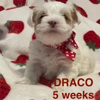 DRACO, a male Yorkshire Terrier for sale in Forest, VA – Photo 6 of 10