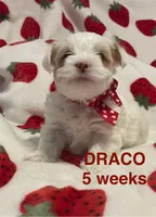 DRACO, a male Yorkshire Terrier for sale in Forest, VA – Photo 6 of 10