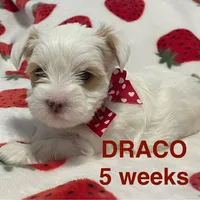 DRACO, a male Yorkshire Terrier for sale in Forest, VA – Photo 5 of 10