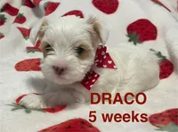 DRACO, a male Yorkshire Terrier for sale in Forest, VA – Photo 5 of 10