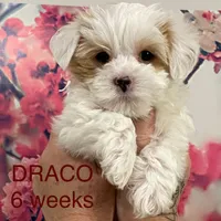 DRACO, a male Yorkshire Terrier for sale in Forest, VA – Photo 2 of 10