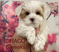 DRACO, a male Yorkshire Terrier for sale in Forest, VA – Photo 2 of 10