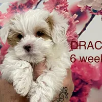 DRACO, a male Yorkshire Terrier for sale in Forest, VA – Photo 1 of 10