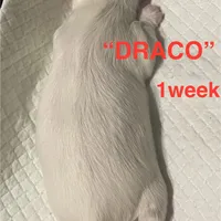 DRACO, a male Yorkshire Terrier for sale in Forest, VA – Photo 10 of 10