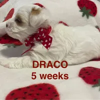 DRACO, a male Yorkshire Terrier for sale in Forest, VA – Photo 7 of 10