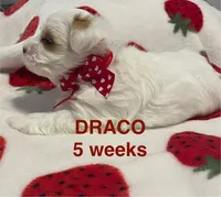 DRACO, a male Yorkshire Terrier for sale in Forest, VA – Photo 7 of 10