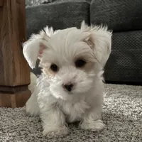 DRACO, a male Yorkshire Terrier for sale in Forest, VA – Photo 4 of 10