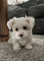 DRACO, a male Yorkshire Terrier for sale in Forest, VA – Photo 4 of 10