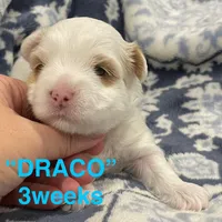 DRACO, a male Yorkshire Terrier for sale in Forest, VA – Photo 9 of 10