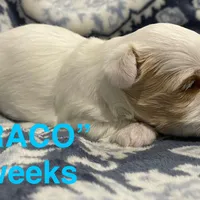 DRACO, a male Yorkshire Terrier for sale in Forest, VA – Photo 8 of 10