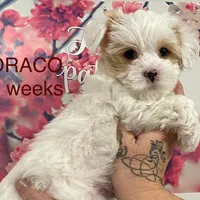 DRACO, a male Yorkshire Terrier for sale in Forest, VA – Photo 3 of 10