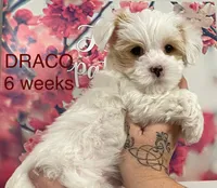 DRACO, a male Yorkshire Terrier for sale in Forest, VA – Photo 3 of 10