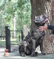 Lily May, a female Cane Corso for sale in Keystone Heights, FL – 5 of 6