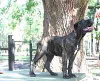 Lira, a female Cane Corso for sale in Keystone Heights, FL – 8 of 10
