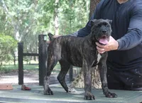 Lira, a female Cane Corso for sale in Keystone Heights, FL – 3 of 10