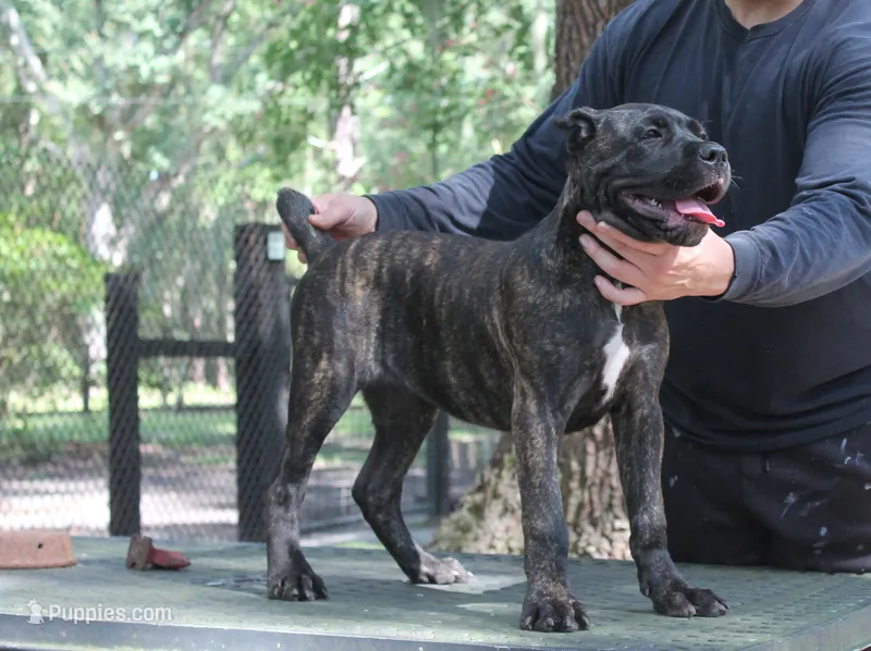 Lira – Cane Corso puppy for sale in Keystone Heights, FL