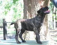 Lira, a female Cane Corso for sale in Keystone Heights, FL – 7 of 10