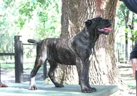 Lira, a female Cane Corso for sale in Keystone Heights, FL – 2 of 10