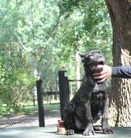 Lily May, a female Cane Corso for sale in Keystone Heights, FL – 3 of 6