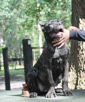 Lily May, a female Cane Corso for sale in Keystone Heights, FL – 2 of 6