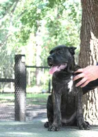 Lira, a female Cane Corso for sale in Keystone Heights, FL – 4 of 10