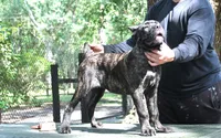 Lily May, a female Cane Corso for sale in Keystone Heights, FL – 4 of 6