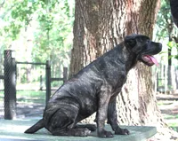 Lira, a female Cane Corso for sale in Keystone Heights, FL – 5 of 10
