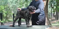 Lily May, a female Cane Corso for sale in Keystone Heights, FL – 1 of 6