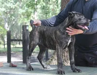 Lira, a female Cane Corso for sale in Keystone Heights, FL – 10 of 10