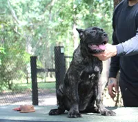 Lily May, a female Cane Corso for sale in Keystone Heights, FL – 6 of 6