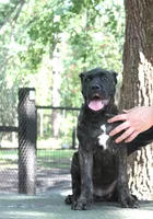 Lira, a female Cane Corso for sale in Keystone Heights, FL – 9 of 10
