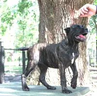 Lira, a female Cane Corso for sale in Keystone Heights, FL – 6 of 10