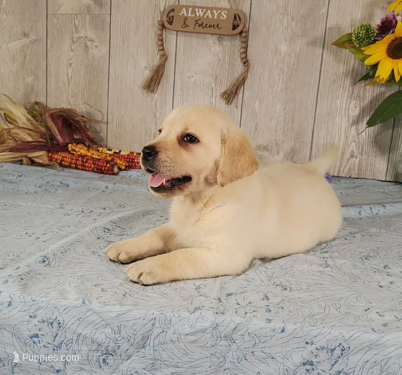Ivory – Labrador Retriever puppy on hold in Hillsboro, WI
