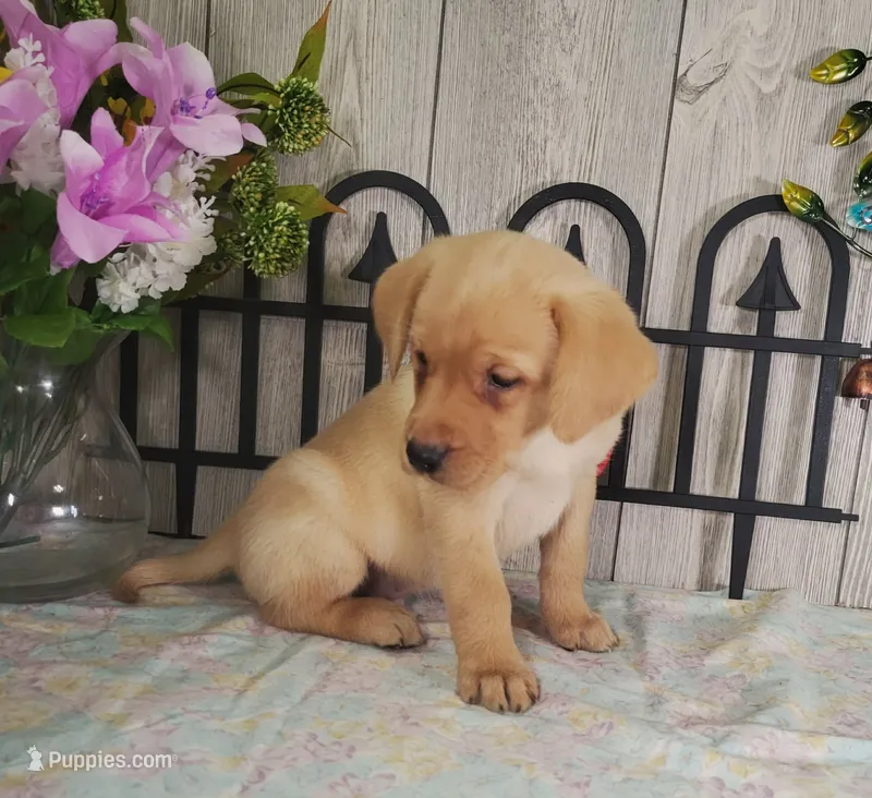 Raymond – Labrador Retriever puppy for sale in Hillsboro, WI