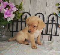Raymond, a male Labrador Retriever for sale in Hillsboro, WI – 1 of 6