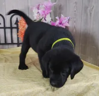 Candy Apple, a female Labrador Retriever for sale in Hillsboro, WI – 6 of 6