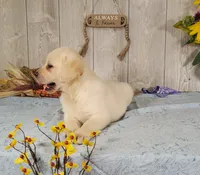 Ivory, a female Labrador Retriever for sale in Hillsboro, WI – 3 of 6