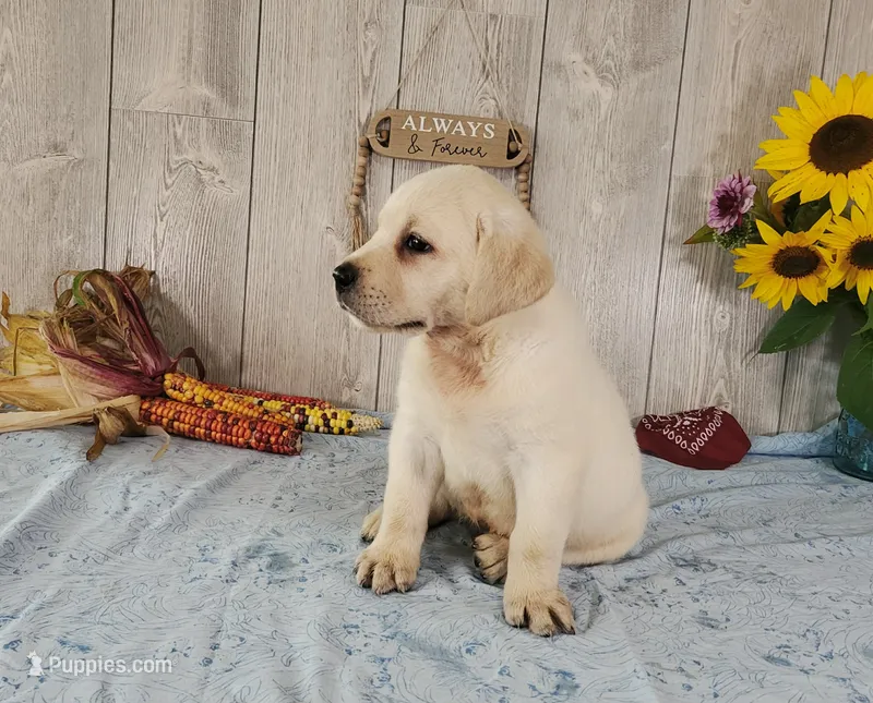 Bert – Labrador Retriever puppy for sale in Hillsboro, WI