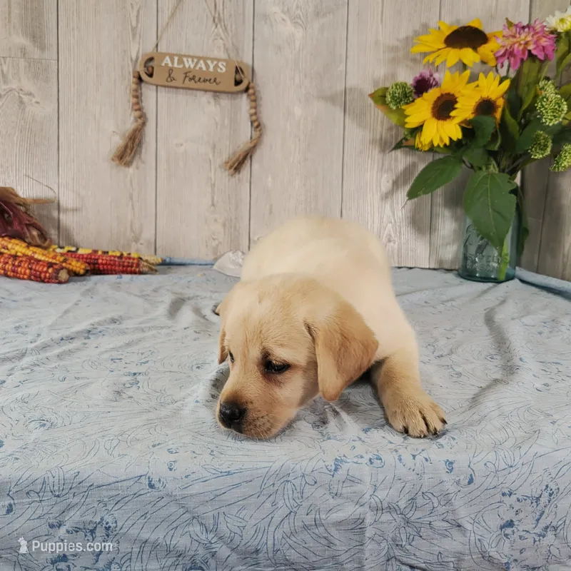 Champagne  – Labrador Retriever puppy for sale in Hillsboro, WI